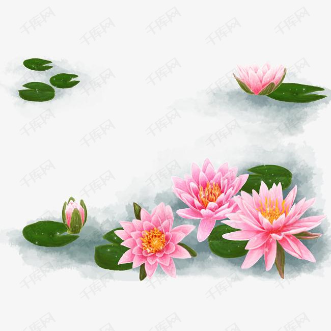 荷花盛开背景素材