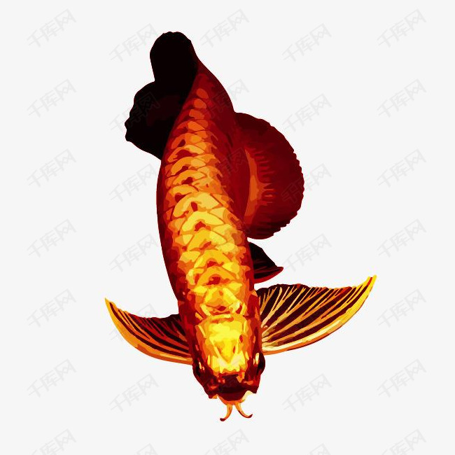 红龙鱼高清图