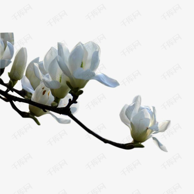 真实白色玉兰花图片的素材免抠白玉兰花真实花朵抠图高清清新唯美