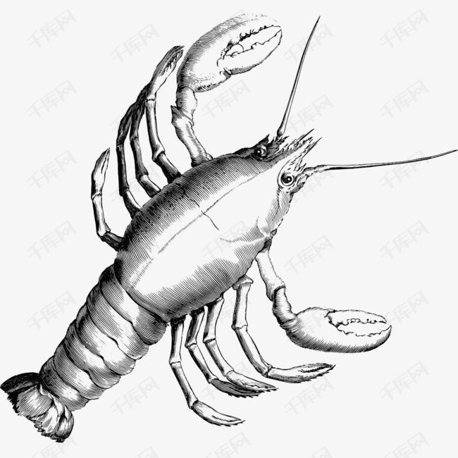 素描龙虾手绘简图的素材免抠龙虾海鲜大海素描手绘美味的