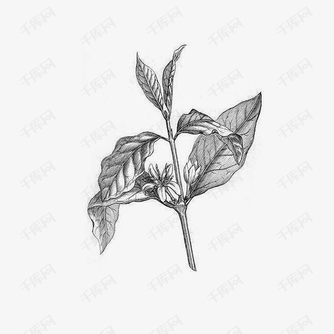 素描叶子