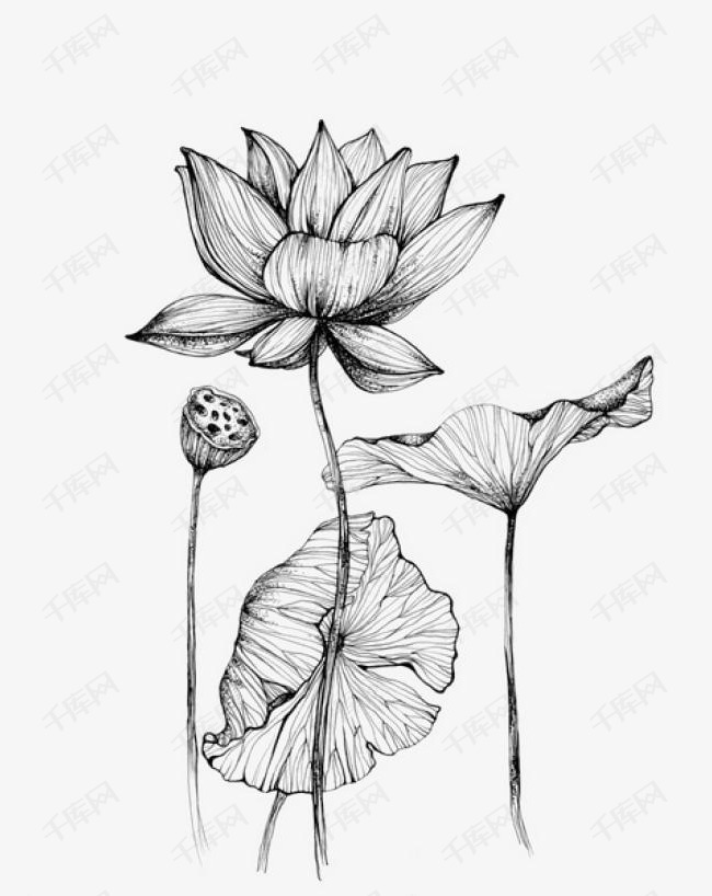 简笔素描荷花的素材免抠简笔荷花莲花荷花简笔画素描荷花速写荷花