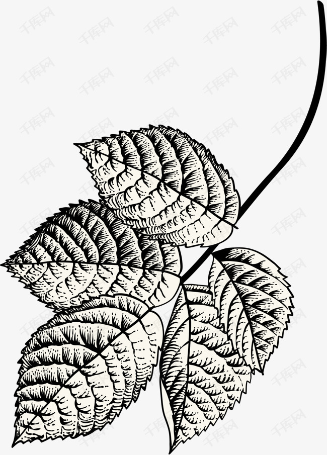 素描黑色茂密叶子的素材免抠素描叶子黑色叶子绘画黑色枝条叶子纹路
