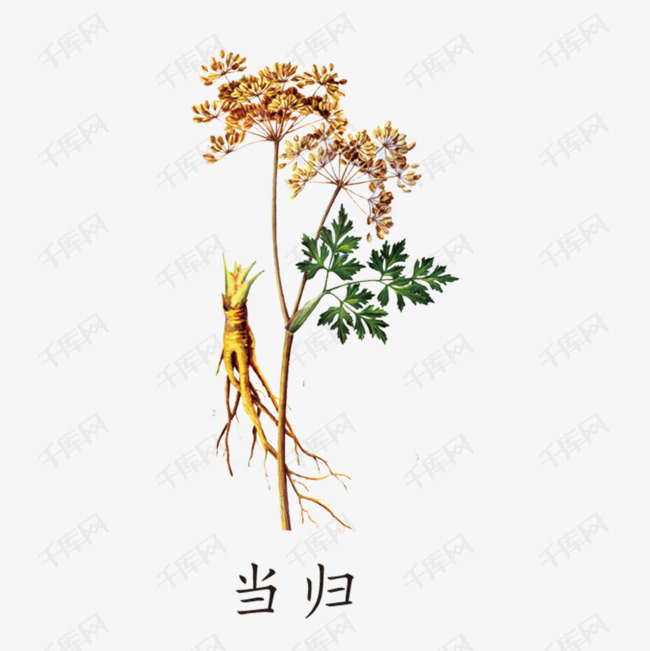 中药当归的素材免抠当归卡通中国风草药中国风草药logo中国风草药植物