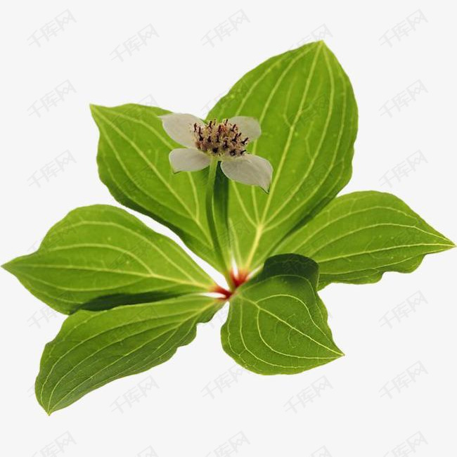 绿色开花植物
