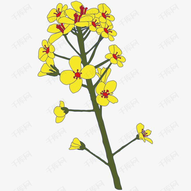 手绘简笔画一株黄色油菜花