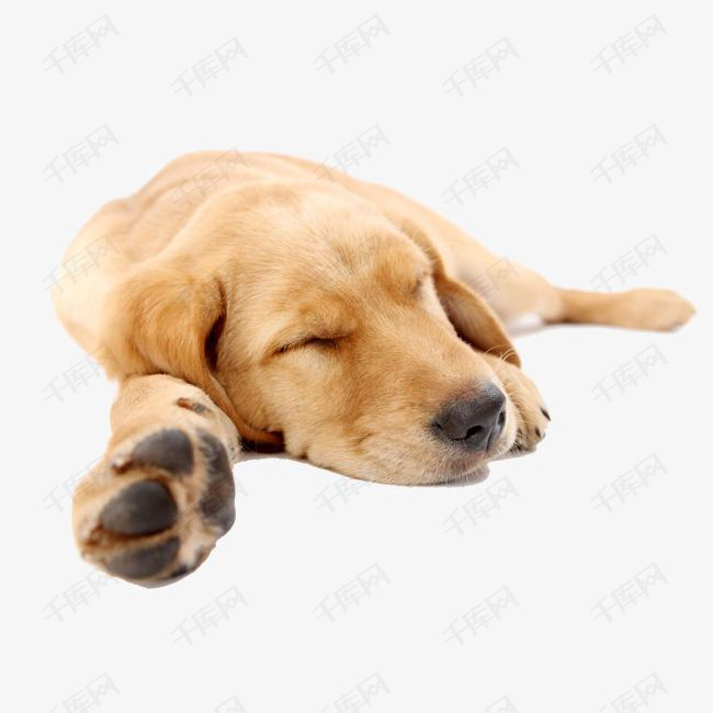 拉布拉多犬睡觉的素材免抠实物狗家养动物疲乏松垂头