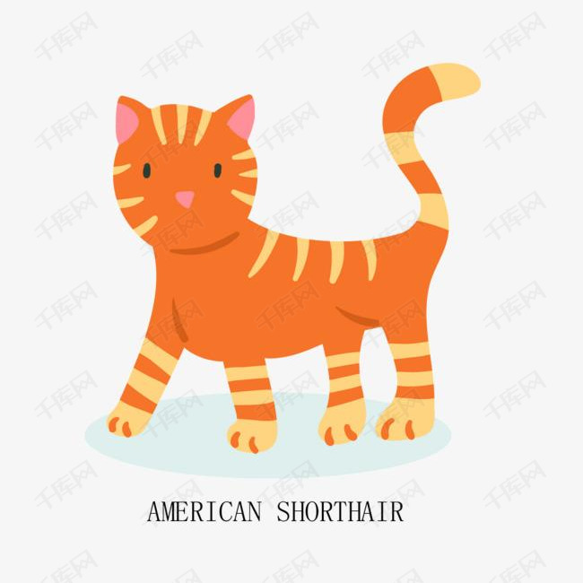 可爱的美国短毛猫素材