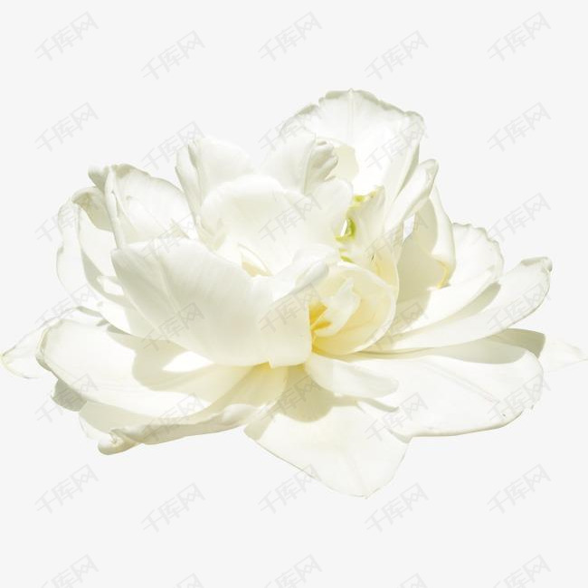 白色花朵的素材免抠鲜花花朵花瓣