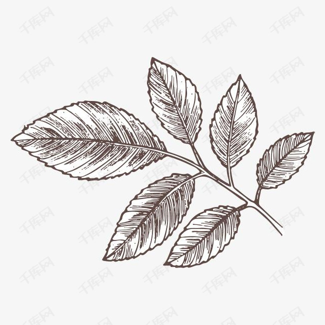 手绘黑色漂亮叶子素描的素材免抠叶子树叶植物黑色树叶素描树叶装饰