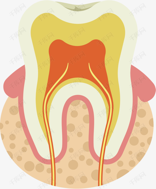 牙齿的结构图高清