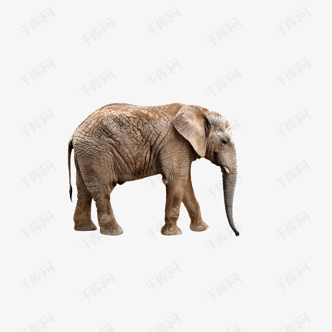 大象侧面图的素材免抠动物大象巨型侧面图