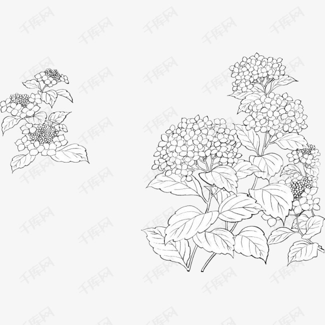 手绘素描丁香花簇插图png