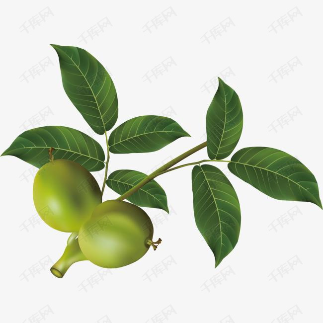 手绘核桃漂亮核桃