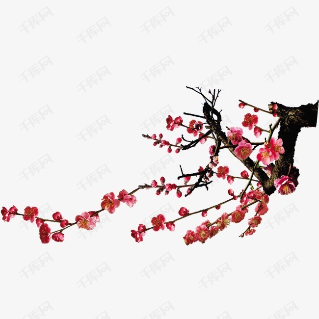 梅花的素材免抠