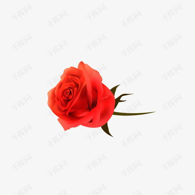 一朵红玫瑰花