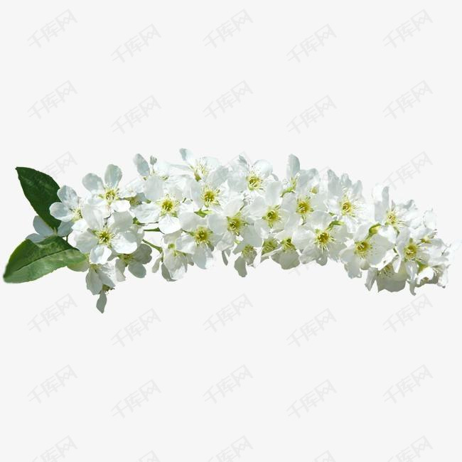 白色鲜花