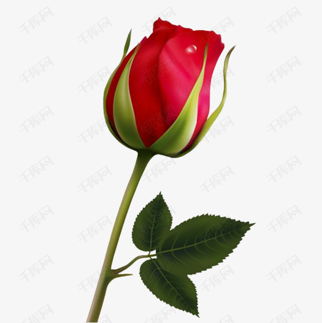 一朵花骨朵的素材免抠一朵玫瑰花粉红色花朵美丽的好看的花瓣