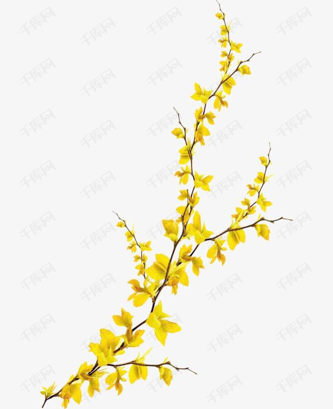 树枝的素材免抠树枝鲜花