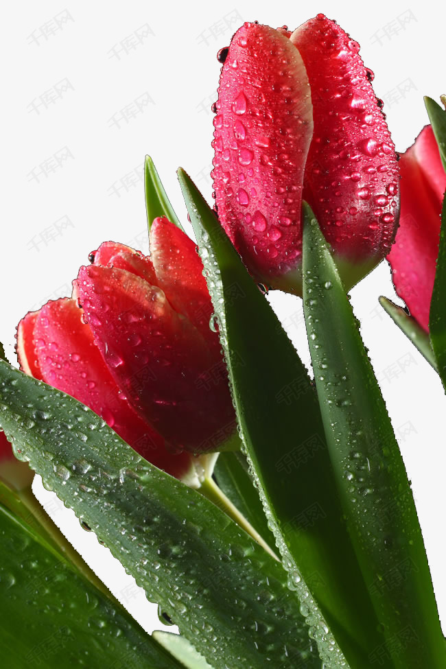 带水珠的红色郁金香的素材免抠郁金香鲜花唯美花朵花朵花卉红色郁金香