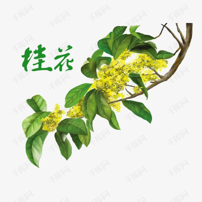 桂花盛开