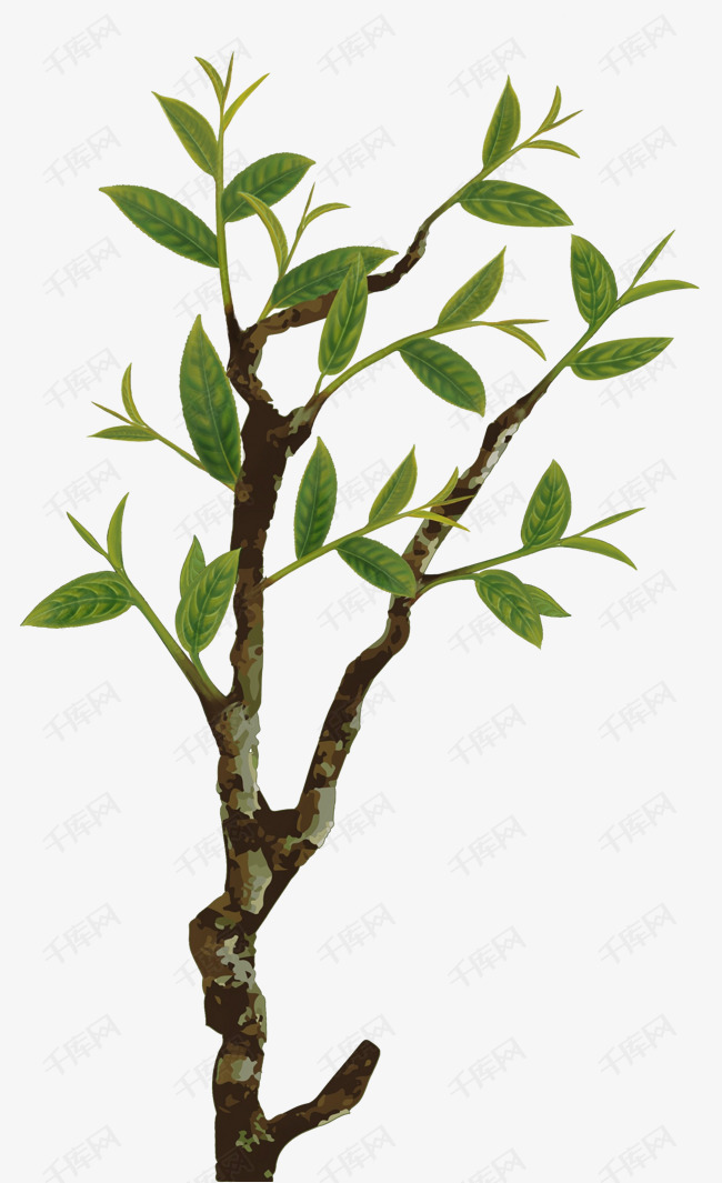 茁壮成长的小树苗的素材免抠植物绿植手绘植物绿树大树树苗