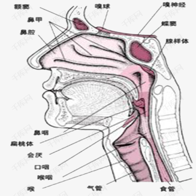 医学喉咙各个部位素材图片免费下载_高清png_千库网