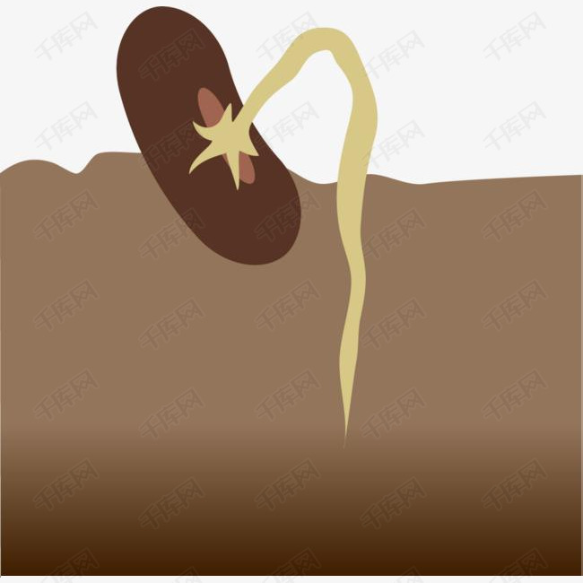 咖啡色卡通生长的种子