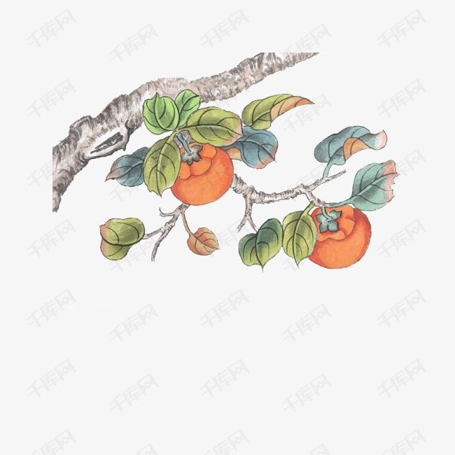 枝干上的柿子手绘图的素材免抠果实食物水果柿子柿子树树枝