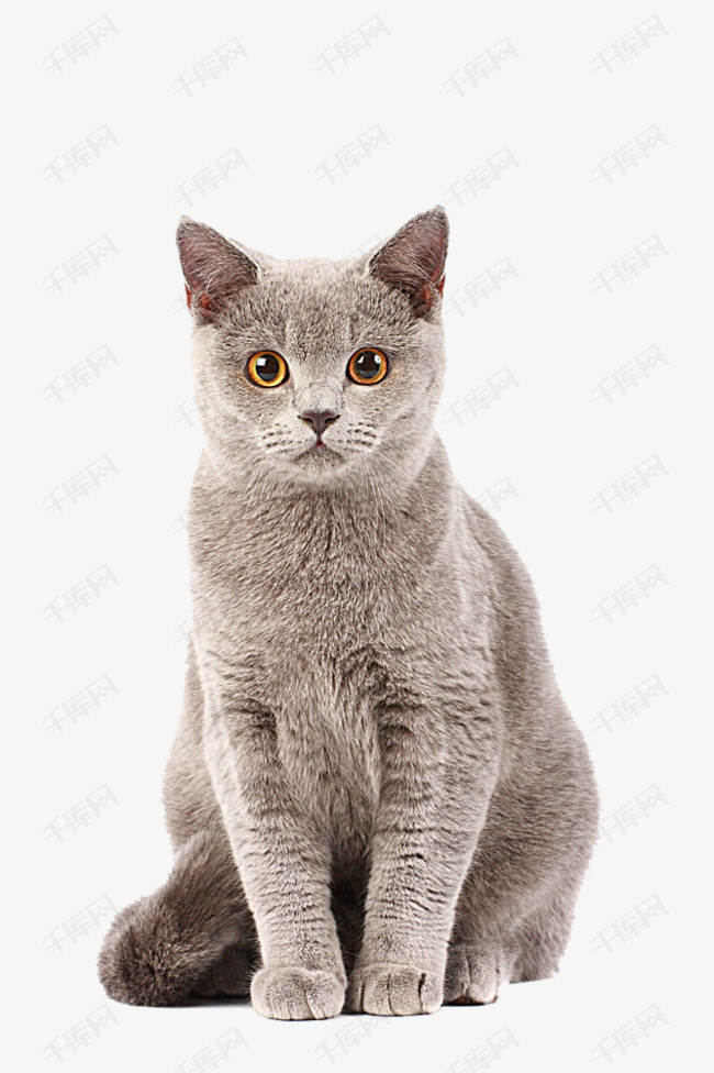 猫咪短剧本素材,猫短视频剧本