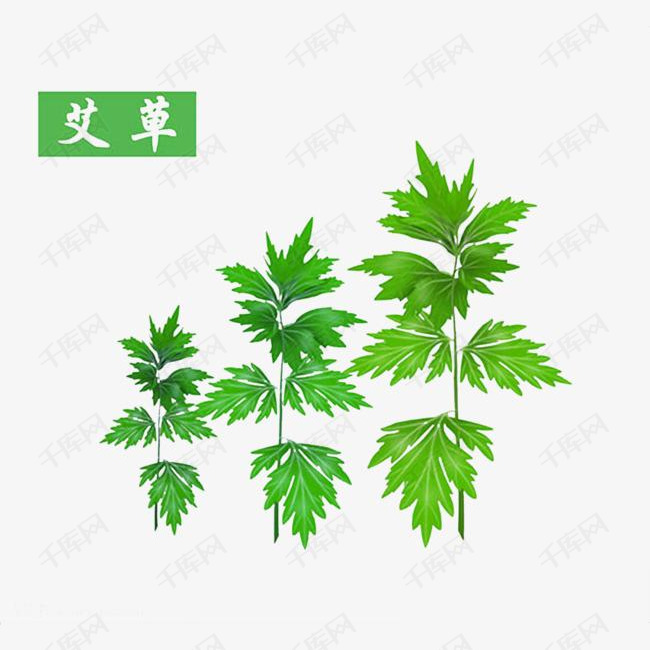 艾草绿色植物免费下载的素材免抠绿色植物药材艾叶叶子手绘植物彩色