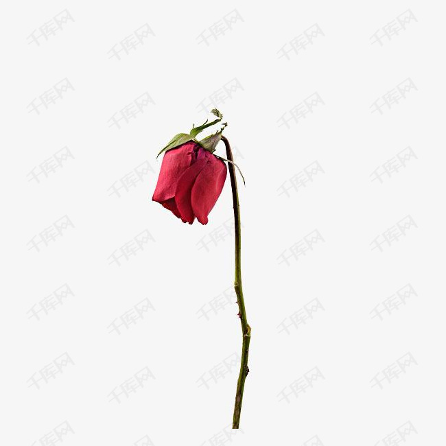 一朵凋谢的玫瑰花的素材免抠一朵花红色玫瑰唯美凋谢枯萎