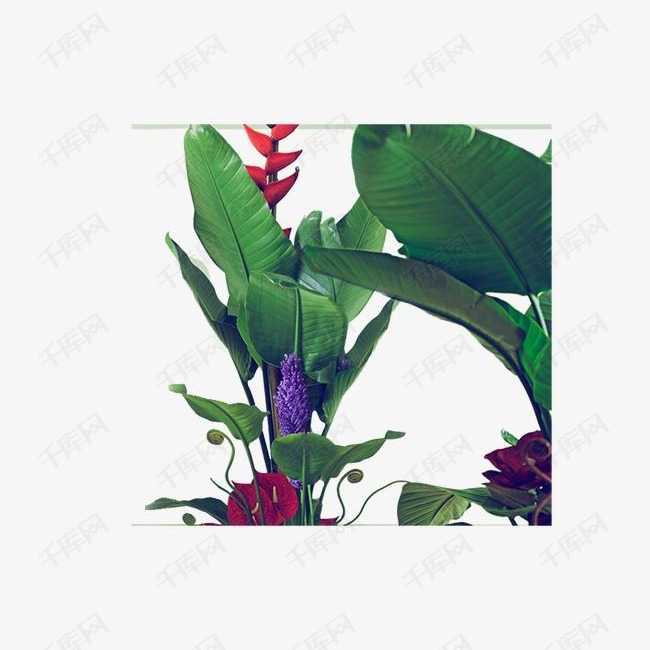 芭蕉叶的素材免抠绿色植物花卉