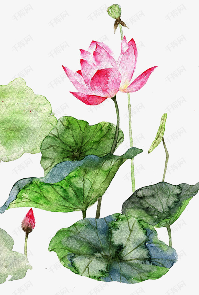 手绘水彩插图夏日荷塘荷花荷叶的素材免抠手绘水彩插画风景插图夏日