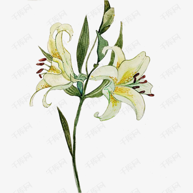 花植物花卉白百合                                            手绘