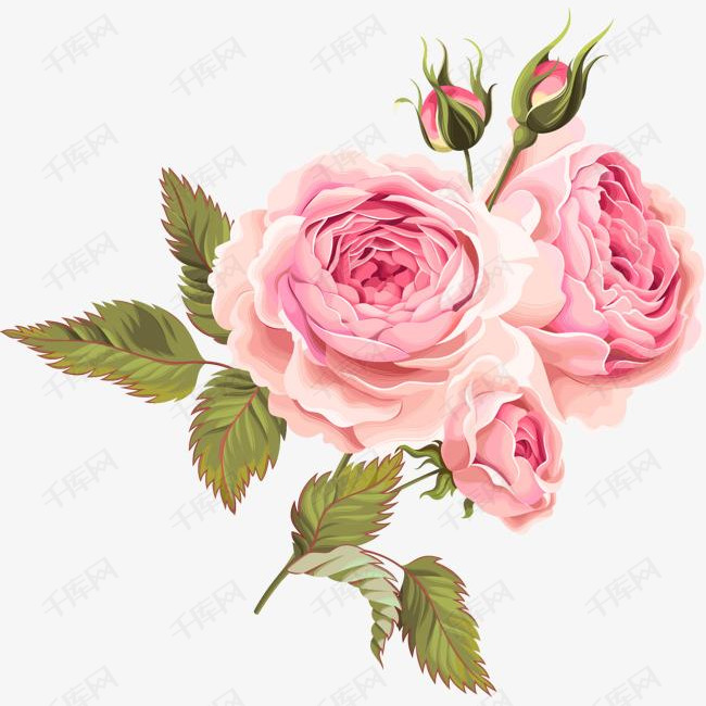 盛开的月季花的素材免抠月季花绿叶手绘花朵矢量图装饰