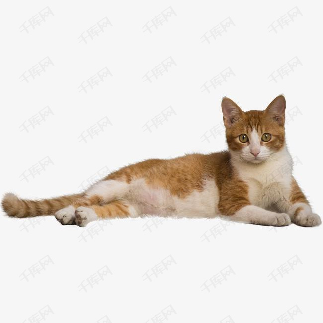 趴下休息的宠物猫咪