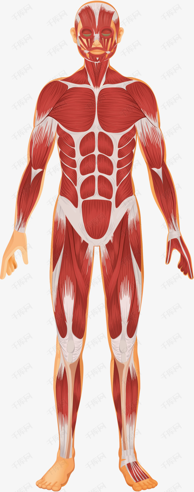 人体解剖图的素材免抠器官卡通人体人体躯干人的肢体人体器官卡通肢体