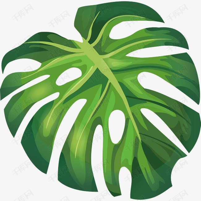 绿色夏季芭蕉叶