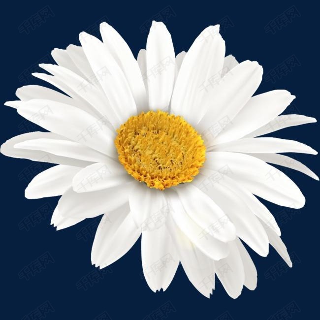春暖花开白色向日葵的素材免抠春暖花开一朵向日葵白色花朵白色花瓣