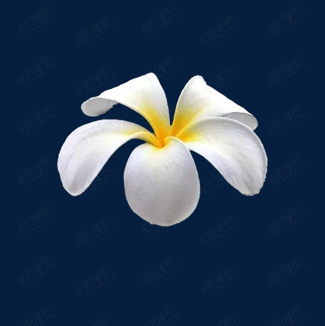 夏威夷鸡蛋花