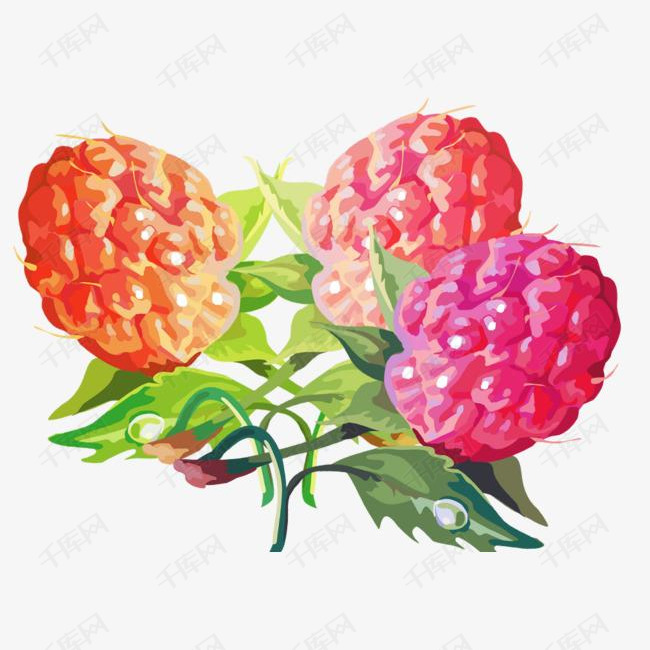 手绘带绿色枝叶的覆盆子素材