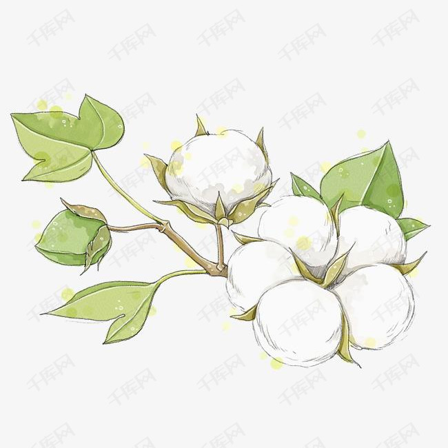手绘棉花图