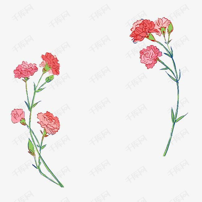 母亲节手绘插图康乃馨花卉边框