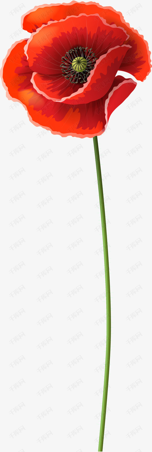 手绘红色罂粟花矢量图
