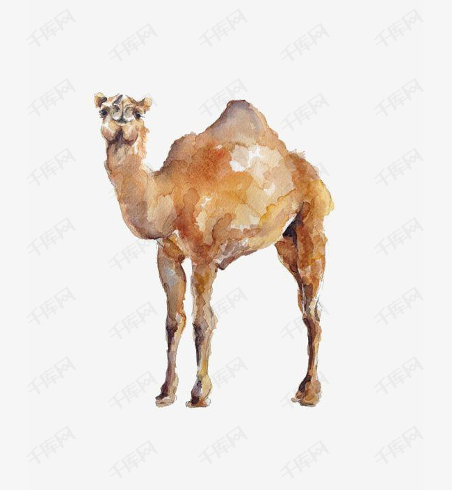 水彩骆驼的素材免抠手绘骆驼骆驼插画沙漠动物创意ppt