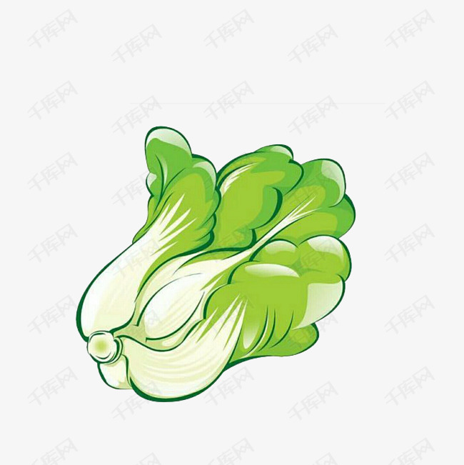 千库网提供手绘新鲜大白菜素材矢量
