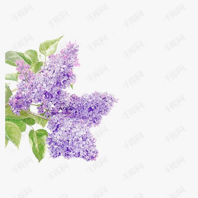 手绘浪漫紫丁香插画png