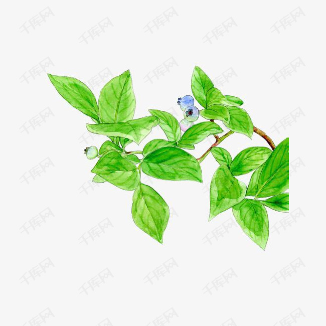 薄荷叶片的素材免抠绿色叶片叶子树叶蓝莓植物清新