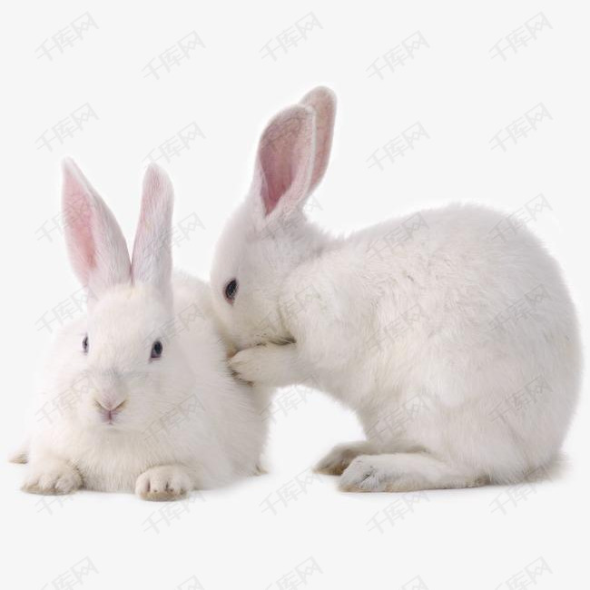 两只小白兔